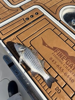 Striped Bass Fishing in Little River, South Carolina