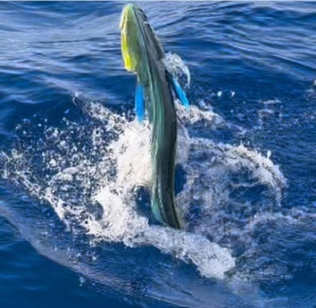 Fishing in Islamorada, Florida