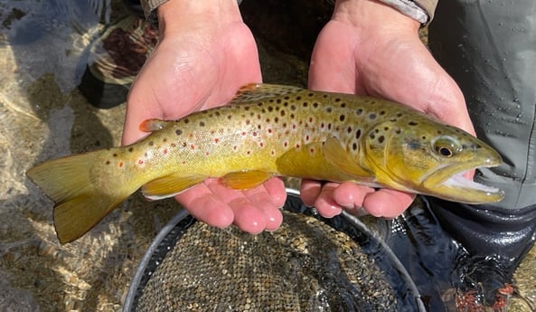 Fishing in Hume, California