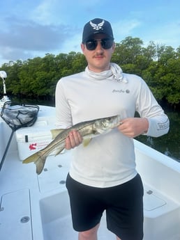 Snook Fishing in Tampa, Florida