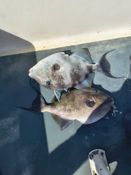 Fishing in Callaway, Florida