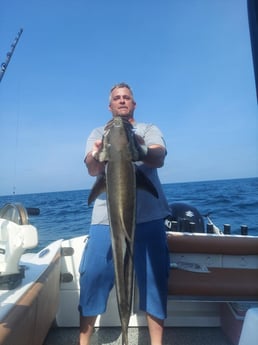 Cobia Fishing in St. Petersburg, Florida