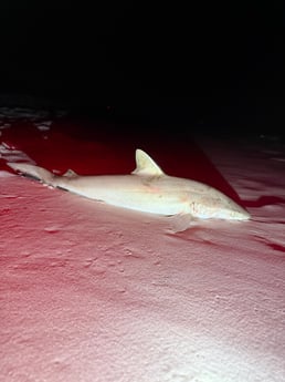 Fishing in Navarre, Florida