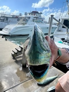 Mahi Mahi Fishing in Miami, Florida