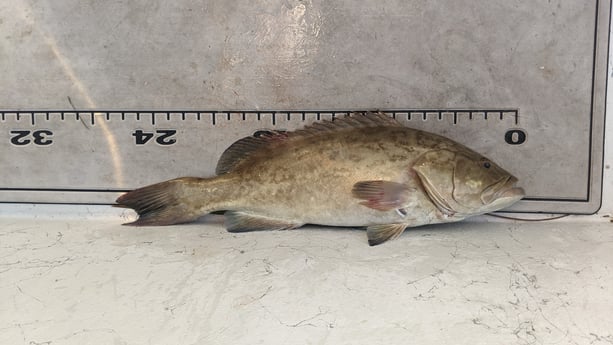 Gag Grouper Fishing in St. Petersburg, Florida