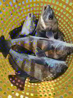 Fishing in Corpus Christi, Texas