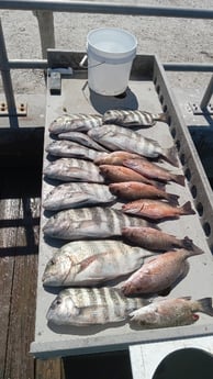 Mangrove Snapper, Sheepshead Fishing in Holmes Beach, Florida