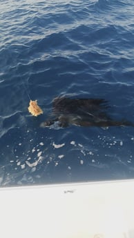 Sailfish Fishing in Fort Pierce, Florida