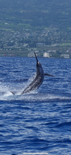 Fishing in Kailua-Kona, Hawaii
