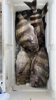 Fishing in Lacombe, Louisiana