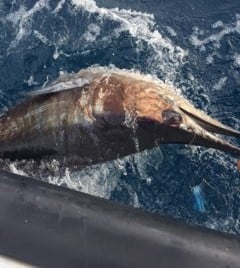 Sailfish Fishing in West Palm Beach, Florida