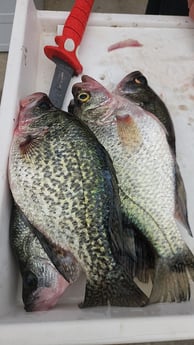 Fishing in Wellington, Florida