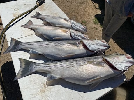 Fishing in Rogers, Arkansas