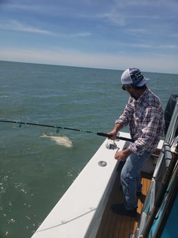 Black Drum Fishing in Hatteras, North Carolina