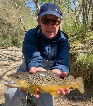 Brown Trout fishing in Leicester, North Carolina