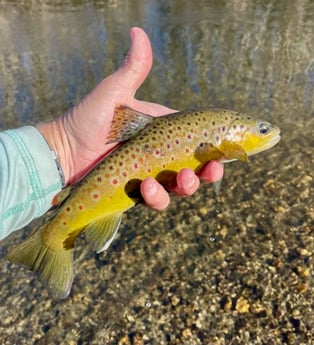 Fishing in Hume, California