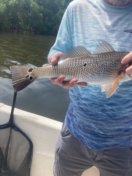Redfish Fishing in St. Petersburg, Florida