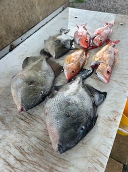 Fishing in Port Orange, Florida