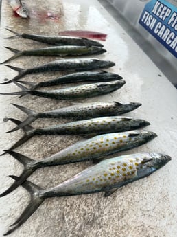 Fishing in Shalimar, Florida