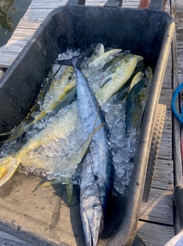 Mahi Mahi, Wahoo Fishing in Port Orange, Florida