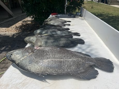 Tripletail Fishing in Buras, Louisiana