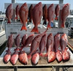 Red Snapper Fishing in