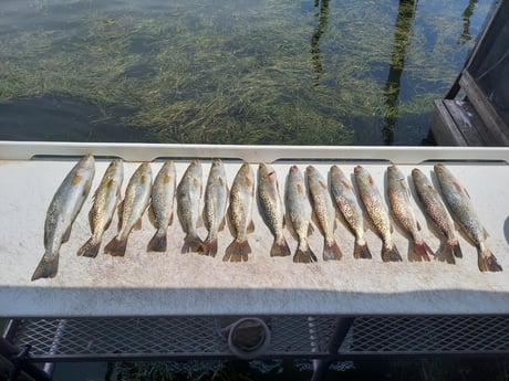 Speckled Trout Fishing in Crystal River, Florida