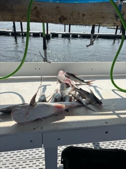 Fishing in Elberta, Alabama