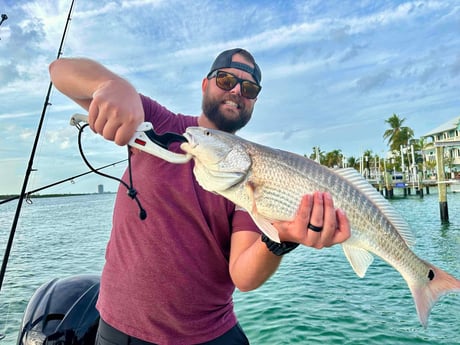 Redfish Fishing in Sarasota, Florida