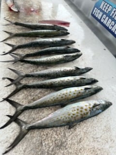 Fishing in Shalimar, Florida