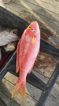 Fishing in Orange Beach, Alabama