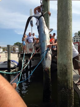 Thresher Shark Fishing in Freeport, New York