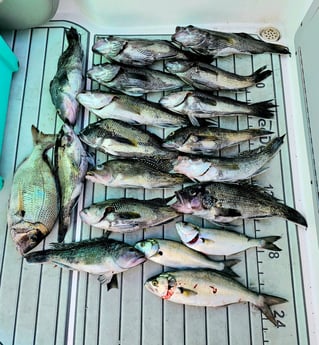 Black Seabass, Bluefish, Scup Fishing in Stone Harbor, New Jersey