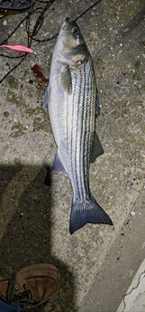 Fishing in Stone Harbor, New Jersey