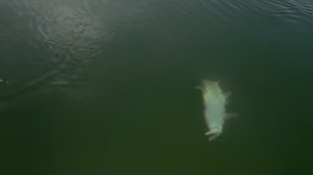 Fishing in Islamorada, Florida