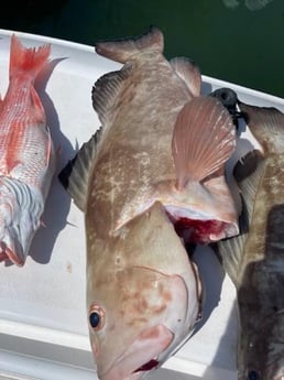 Red Grouper, Red Snapper Fishing in Clearwater, Florida