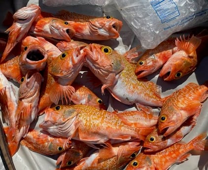 Fishing in Coconut Creek, Florida