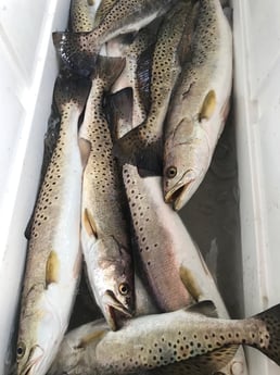 Speckled Trout / Spotted Seatrout fishing in Corpus Christi, Texas