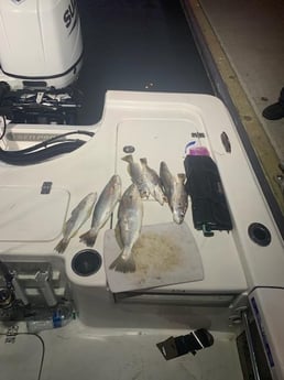 Speckled Trout Fishing in Galveston, Texas