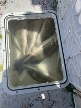 Fishing in South Padre Island, Texas