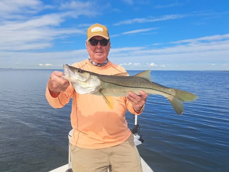 Snook Fishing in St. Petersburg, Florida