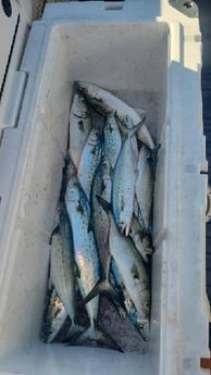 Fishing in Morehead City, North Carolina