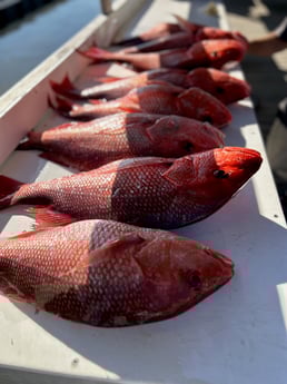 Fishing in Orange Beach, Alabama