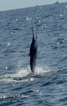 Fishing in Ocean City, Maryland