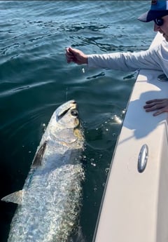 Tarpon Fishing in Miami Beach, Florida