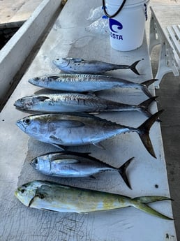 Fishing in Miami, Florida