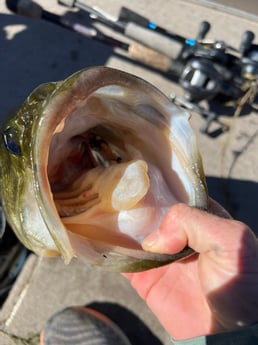 Largemouth Bass fishing in Buda, Texas