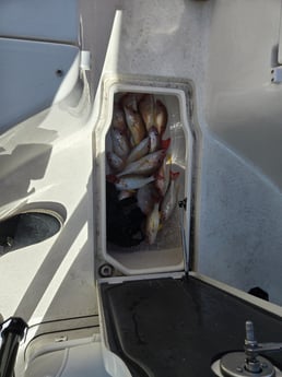 Fishing in Sarasota, Florida