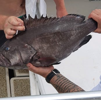 Warsaw Grouper fishing in Galveston, Texas