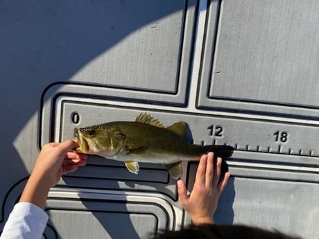 Largemouth Bass Fishing in Weston, Florida